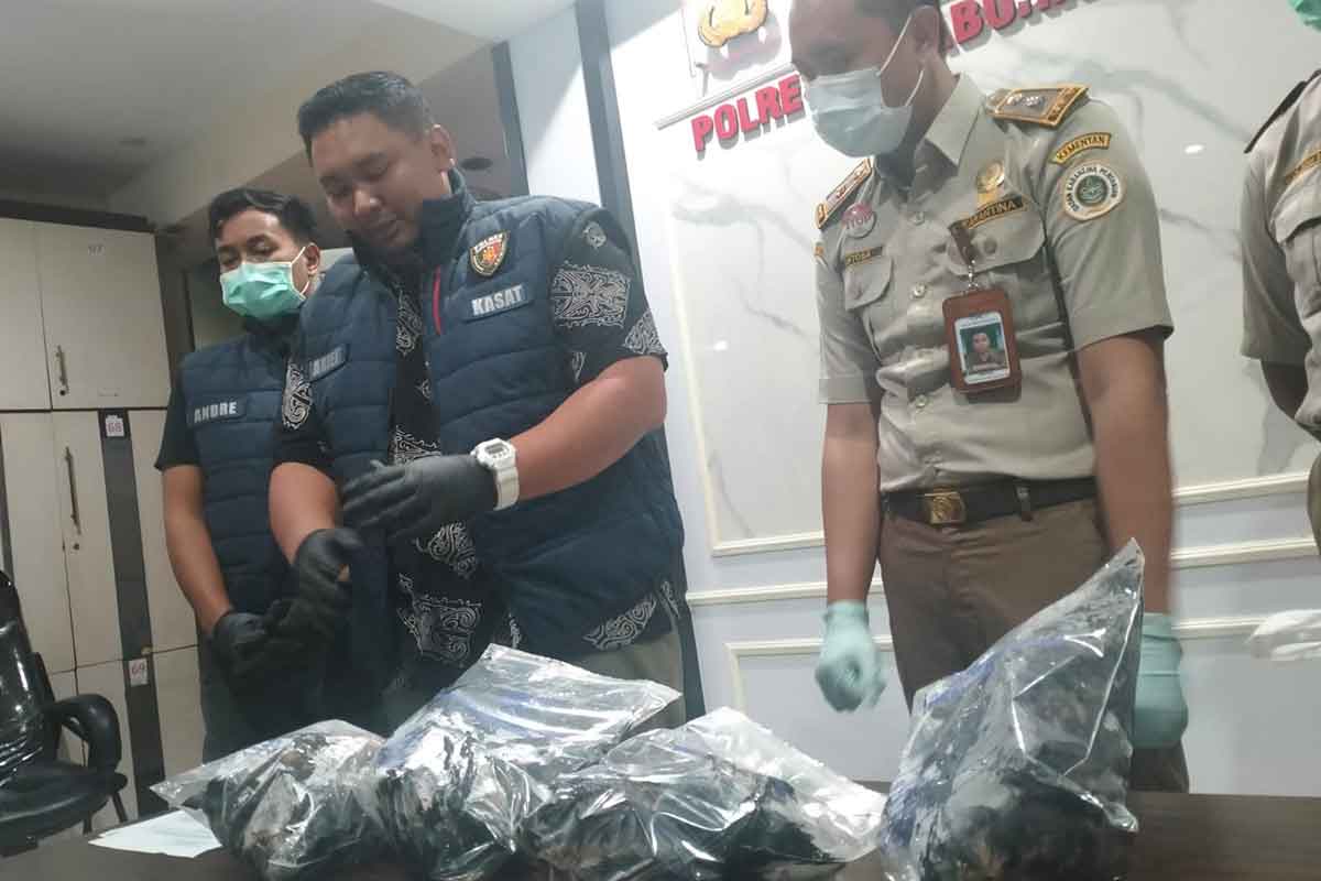 Kasatreskrim Polres Pelabuhan Tanjung Perak, AKP Arief Risky Wicaksana saat menunjukkan barang bukti Gagak Hitam yang akan dikirim ke Solo yang ditransitkan di Surabaya.