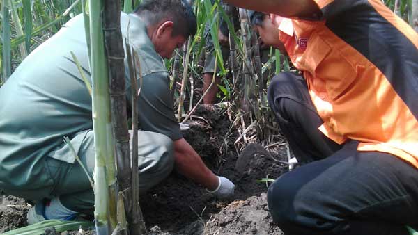 EVAKUASI: Tim Polres Nganjuk saat mengevakuasi kerangka mayat di kebun tebu, di Kecamatan Kertosono, kemarin. foto: soewandito/ BANGSAONLINE
