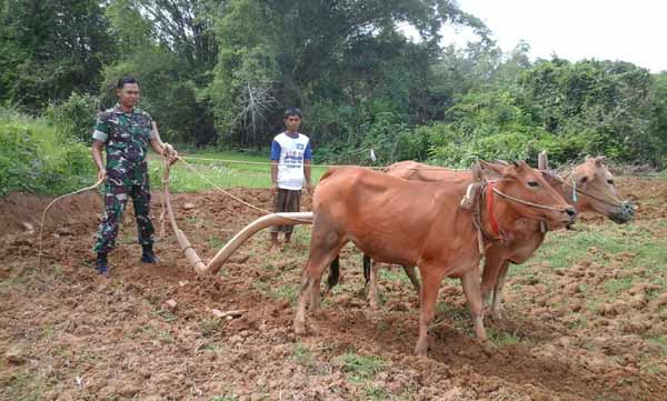 Babinsa Geger Bangkalan Bantu Petani Bajak  Sawah 