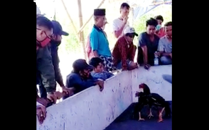 Sabung ayam di Desa Taddan seakan sengaja dibiarkan oleh aparat setempat.
