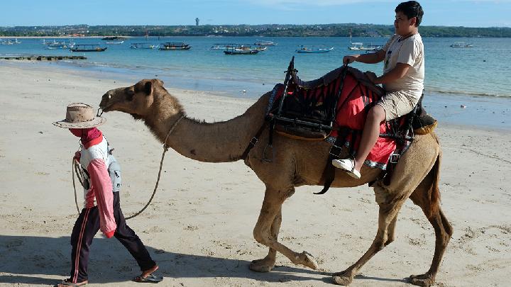 Seorang wisatawan naik unta di  Pantai Kelan, Badung, Bali, 1 April 2025. Foto: Antara