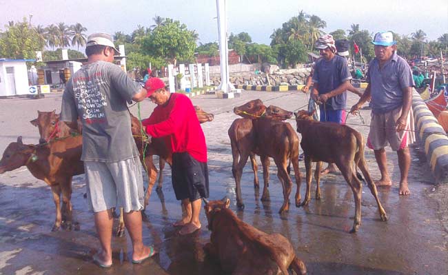 Sapi Sepudi saat diturunkan dari atas perahu di pelabuhan Kalbut. foto: MURSIDI/ BANGSAONLINE