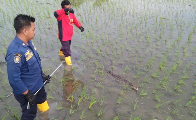 Petugas Pos Damkar Kecamatan Temayang berhasil menangkap anakan buaya. (foto: ist)
