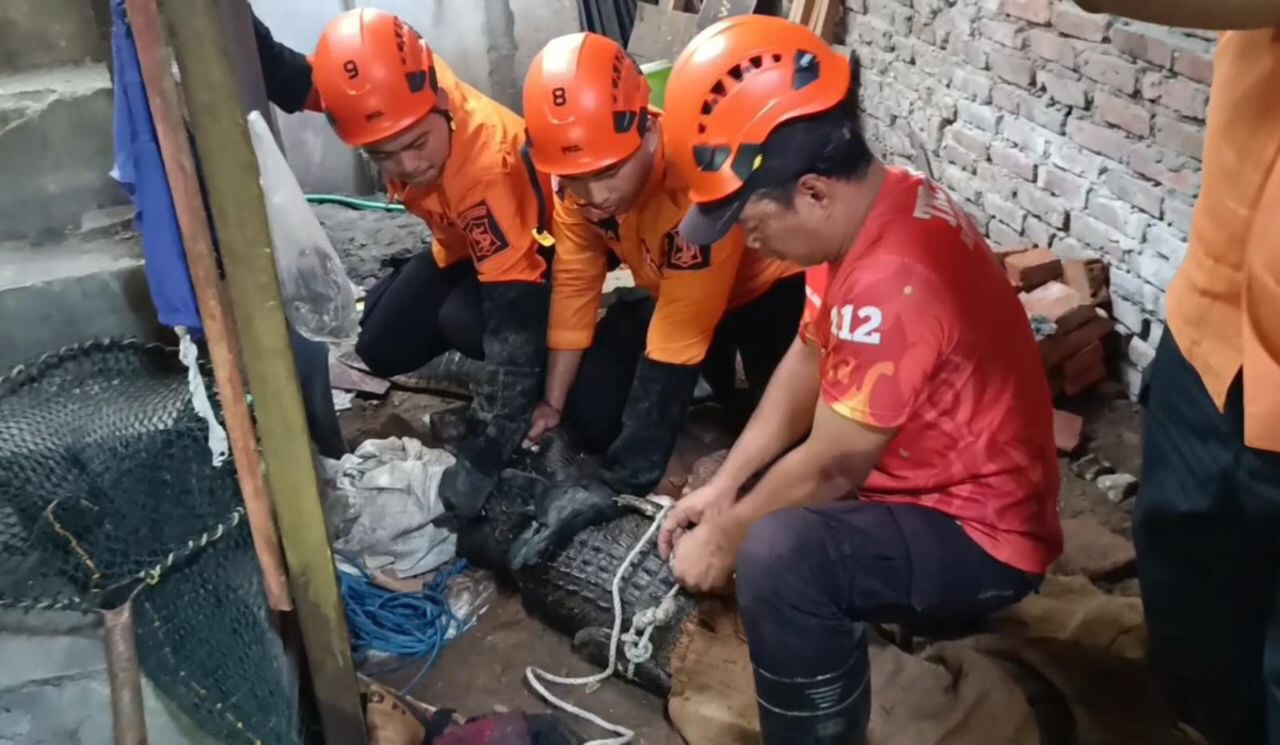 Petugas saat berusaha mengangkat buaya milik Zainudin