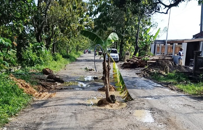 Puluhan pohon pisang yang ditanam di tengah jalan rusak oleh warga Desa Sukoharjo, Kecamatan Senori, Kabupaten Tuban.