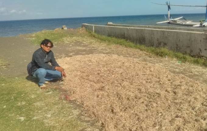 Penjemuran kulit udang di Pantai Wonosari menimbulkan bau busuk.