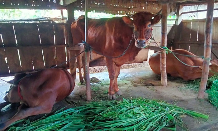 Salah satu sapi yang sedang di kandang. Foto: BANGSAONLINE