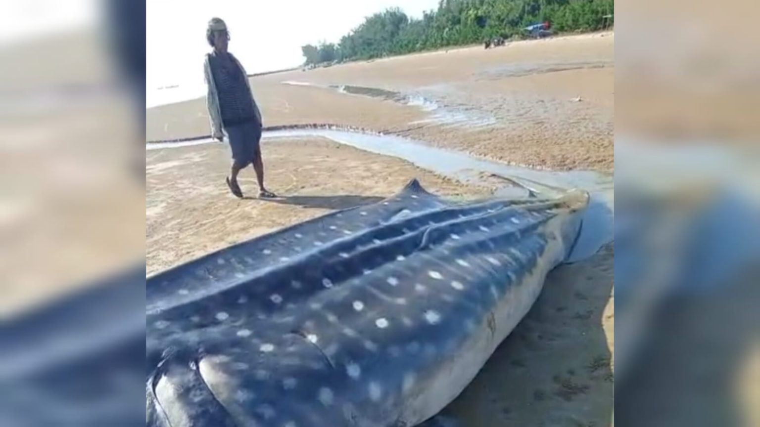 Tangkapan layar video viral yang memperlihatkan bangkai hiu tutul yang terdampar di pesisir Dungkek, Sumenep