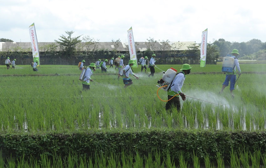 Suasana ketika petani membasmi hama dengan obat dari Petrokimia grup. Foto: Ist