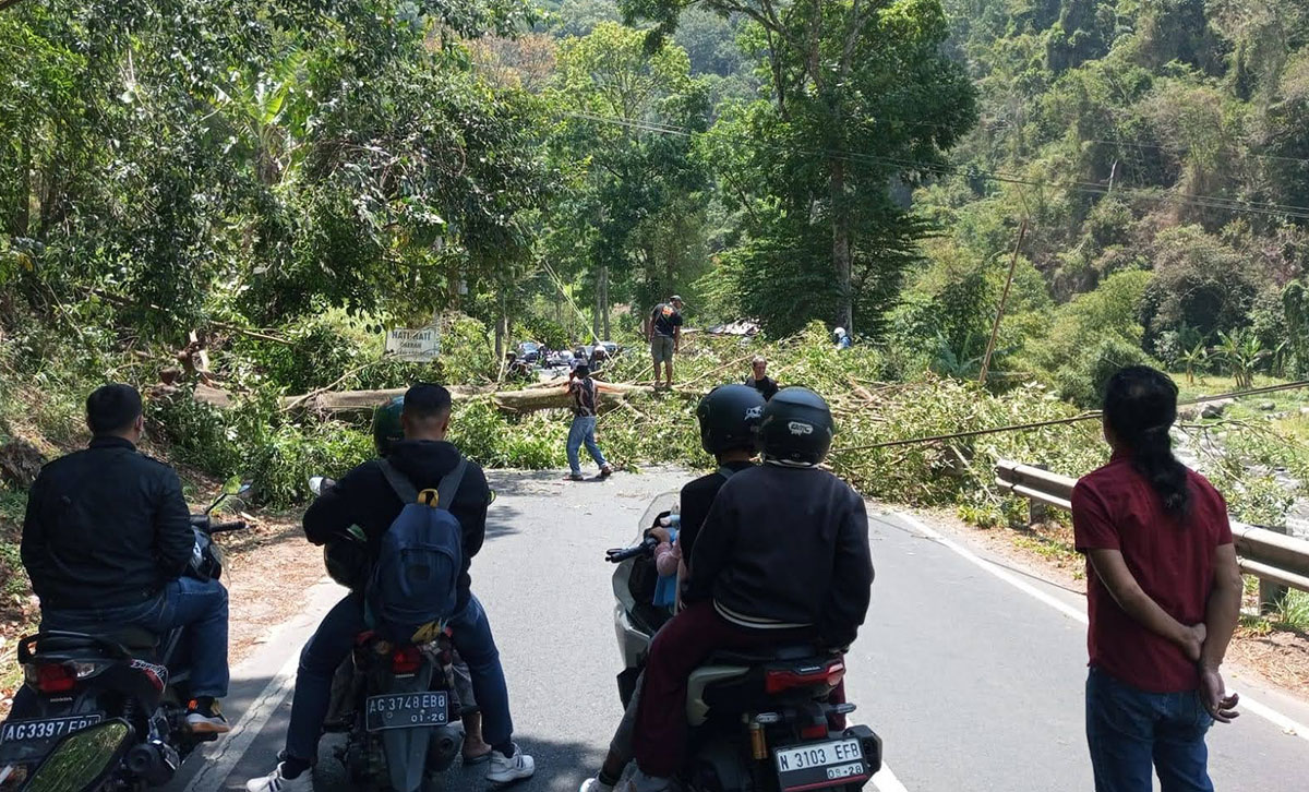 Sebuah pohon ceri di Jalan Trunojoyo Kawasan Payung Kota Batu roboh menutup badan jalan.
