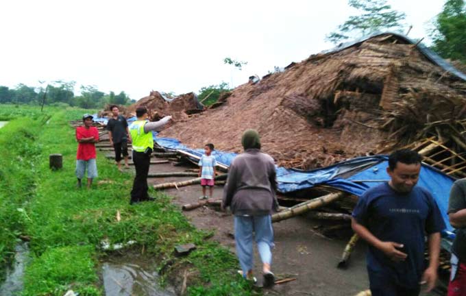 Kondisi kandang ayam yang rata dengan tanah setelah diterjang angin puting beliung.