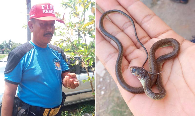 Petugas menunjukkan salah satu anakan ular kobra yang berhasil ditangkap.
