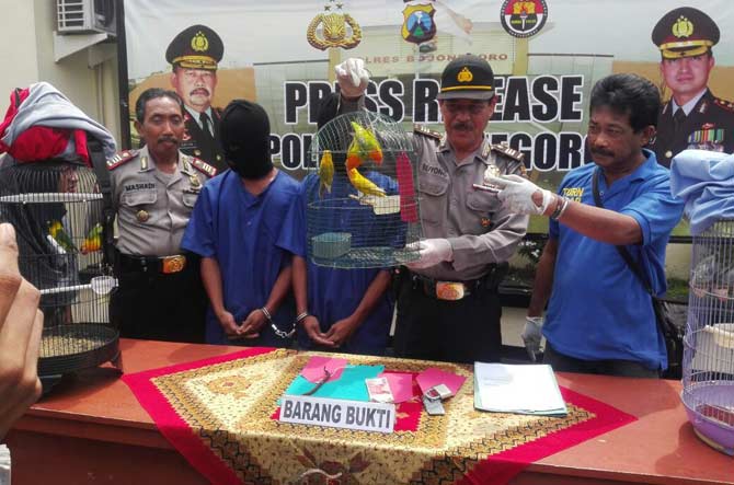 Petugas menunjukkan burung beserta sangkarnya yang dicuri pelaku. 