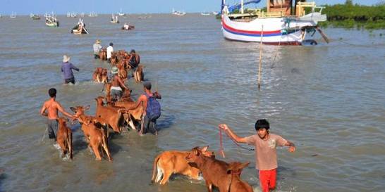pengiriman sapi lewat laut.