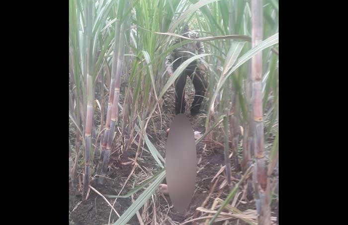 Sesosok jenazah saat ditemukan warga di kebun tebu di Kecamatan Kandat, Kabupaten Kediri. 