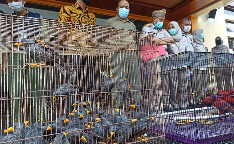 Penyelundupan Burung Dilindungi Melalui Tanjung Perak Surabaya Berhasil Digagalkan