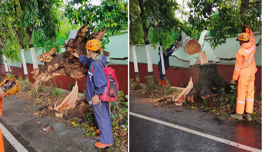 Pohon mindi setinggi 18 meter yang tumbang di Kota Batu, Senin (9/12/2024)