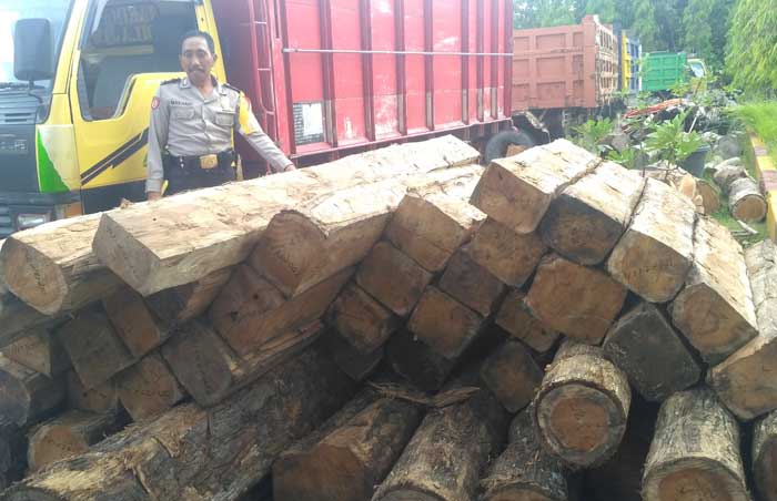 Petugas menunjukkan gelondongan kayu hasil pembalakan liar.
