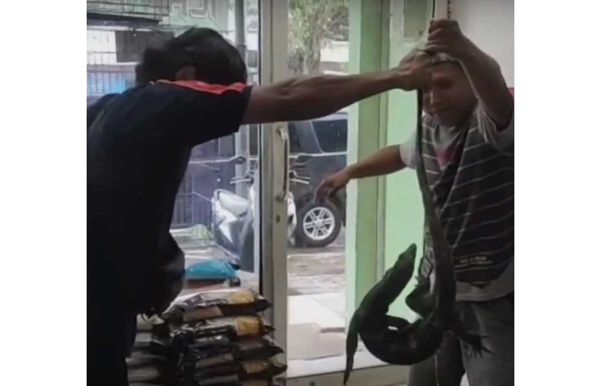 Petugas Damkar Bangkalan menunjukkan biawak yang masuk ke toko peliharaan hewan.