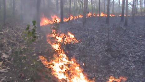 Lahan hutan yang terbakar di petak 79-80 RPH Pakah, KPH Tuban. (foto: suwandi/BANGSAONLINE)