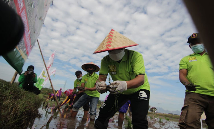 Bupati Situbondo Karna Suswandi saat menanam bibit padi BK-900 di lahan seluas 15 hektare. (foto: MURSIDI/BANGSAONLINE)