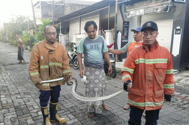 Petugas Damkar Gresik menunjukkan piton sepanjang 2 meter usai ditangkap. FOTO: ist.