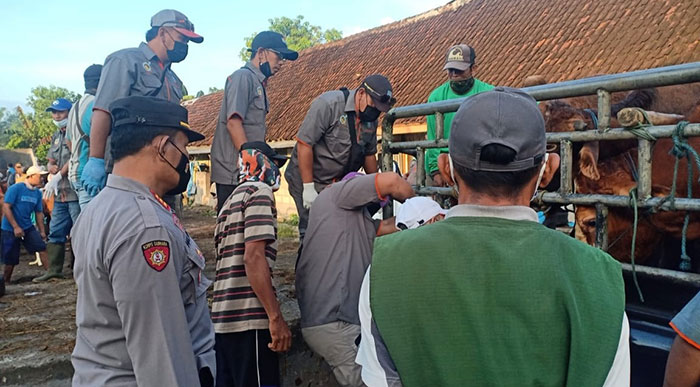 Petugas dari Dinas Peternakan Jombang dan kepolisian saat mengembalikan sapi asal Ngimbang, Lamongan.