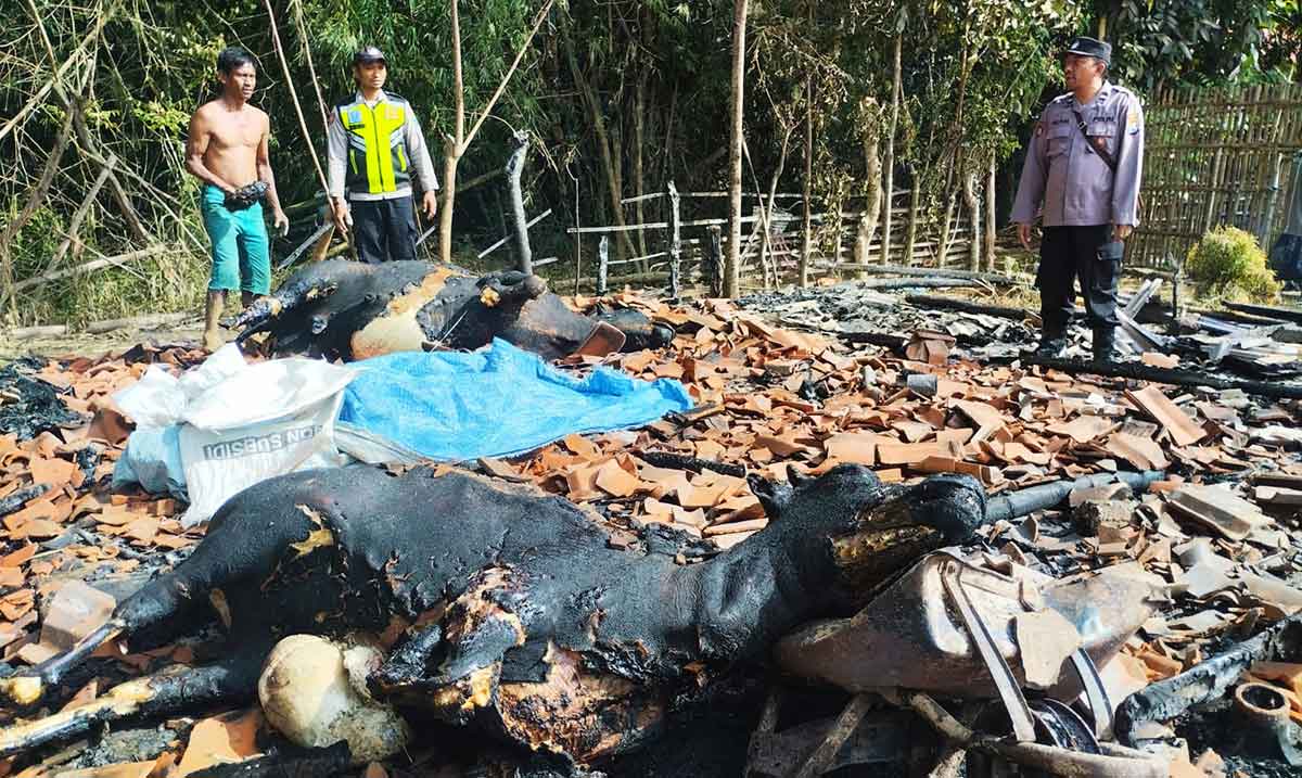 Kandang sapi di Pamekasan yang terbakar.