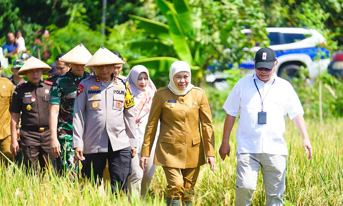 Panen Raya Padi di Ngawi, Gubernur Khofifah Siap Jaga Jawa Timur Jadi Lumbung Pangan Nasional