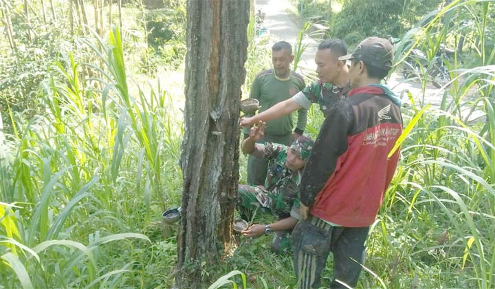 Serda Edi dan Serda Sutomo membantu warga lakukan penyadapan getah Pinus.