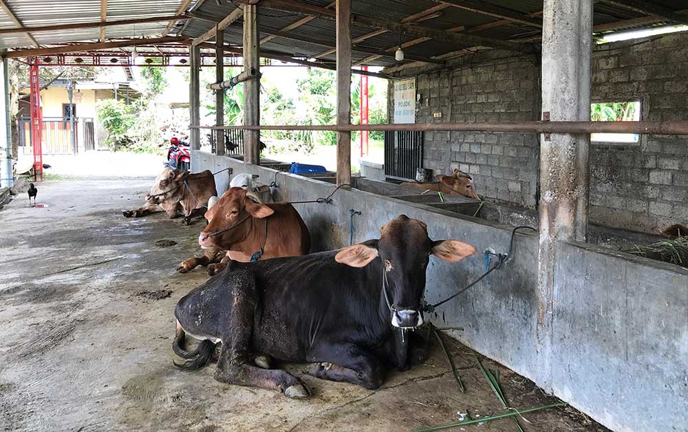 Salah satu rumah ternak di Desa Kelutan, Kecamatan Ngronggot, Kabupaten Nganjuk.