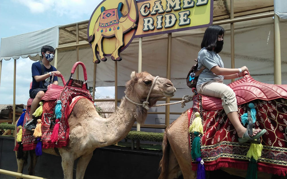 Camel Ride, salah satu wahana baru di Baloga bagi yang ingin menunggang unta.