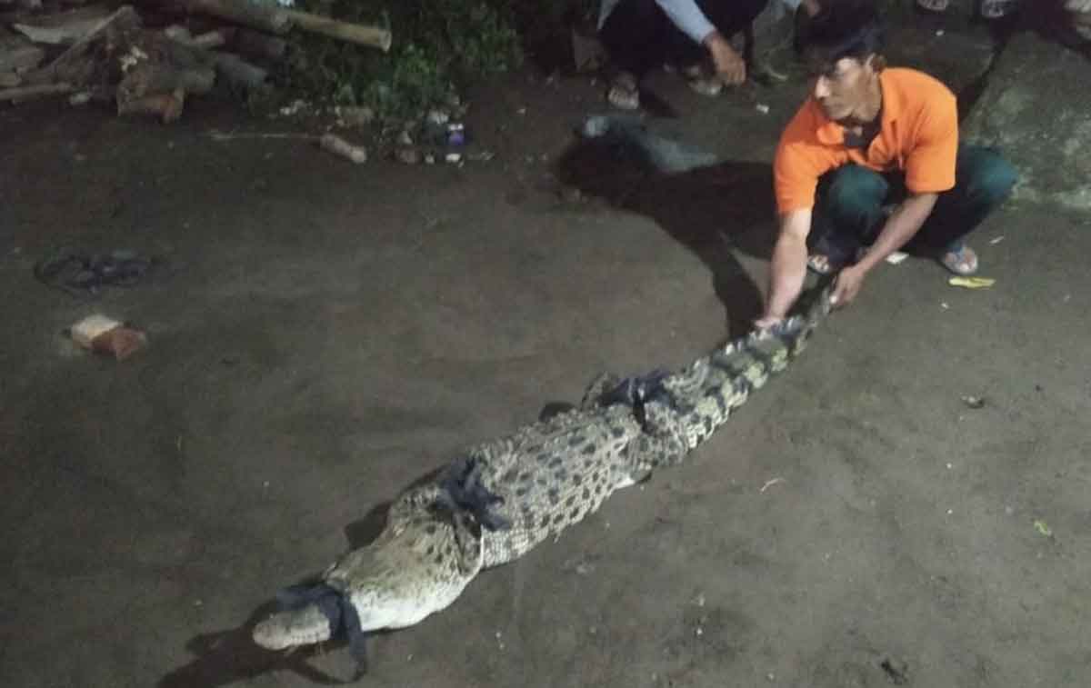Seekor buaya muara yang berhasil ditangkap warga Desa Janti, Kecamatan Wates, Kabupaten Kediri. Foto: Ist