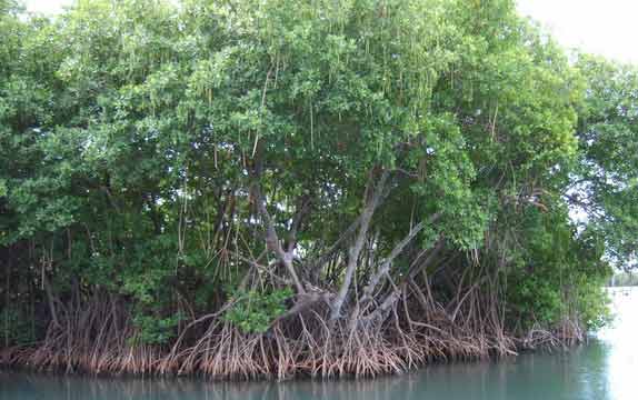 Ilustrasi: hutan mangrove