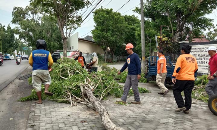 Kurangi Potensi Roboh, BPBD Bangkalan Cek Kondisi Pohon