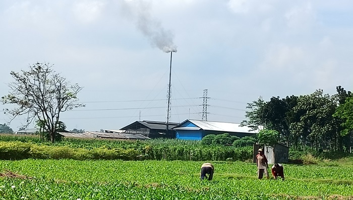 Pusing Hingga Sinusitis, Keluhan Kesehatan Warga Ngantup Kediri Dampak Limbah PT KTS