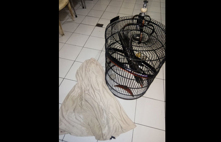 Sangkar yang berisi burung milik korban.