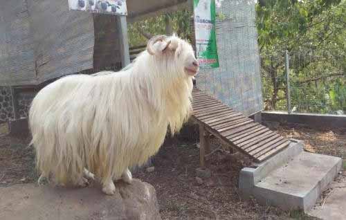 Kambing gembrong yang nyaris punah. foto: beritajatim