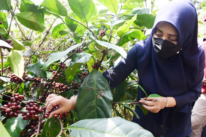 Bupati Ikfina ketika melihat langsung tanaman kopi di Desa Jembul, Kecamatan Jatirejo.