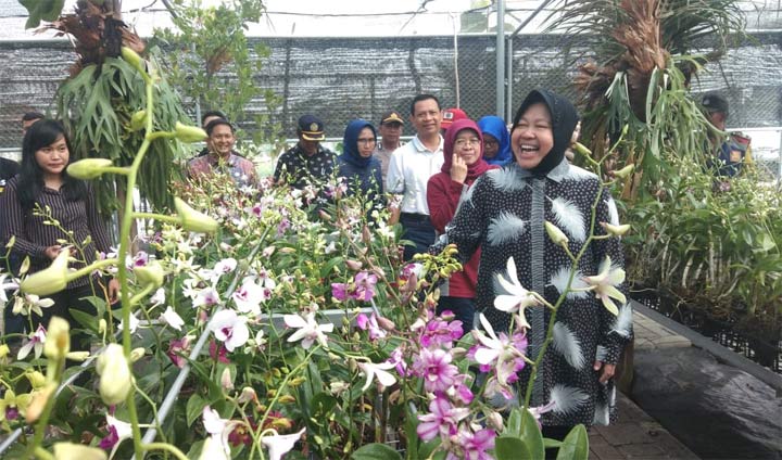 Wali Kota Risma saat masuk di kebun anggrek (green house). foto: YUDI A/ BANGSAONLINE