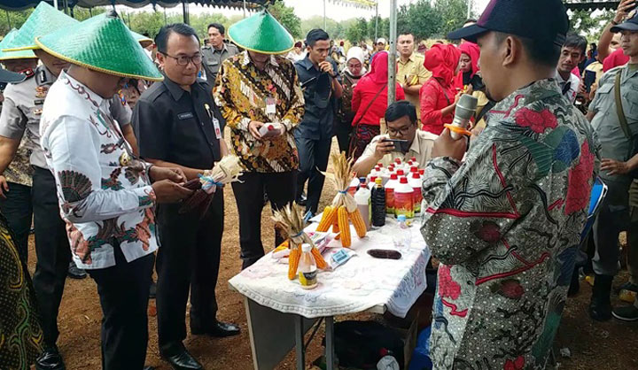 Kepala Bank Indonesia Jawa Timur mendapatkan pejelasan dari tim peneliti Jagung Hibrida Varietas Unggul Madura 3 di area panen jagung di Desa Tuko Tampin, Kecamatan Tragah Bangjalan, Senin (4/11) siang.