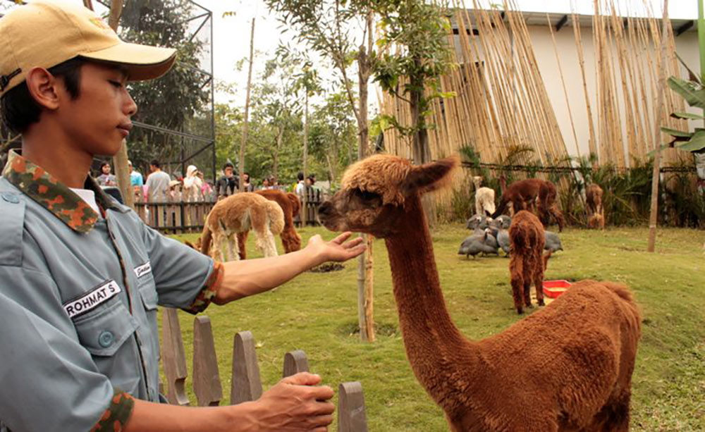 Jatim Park 2, objek wisata yang mengandalkan pembelajaran satwa dan rekreasi. foto: KOMPAS/ DAHLIA IRAWATI