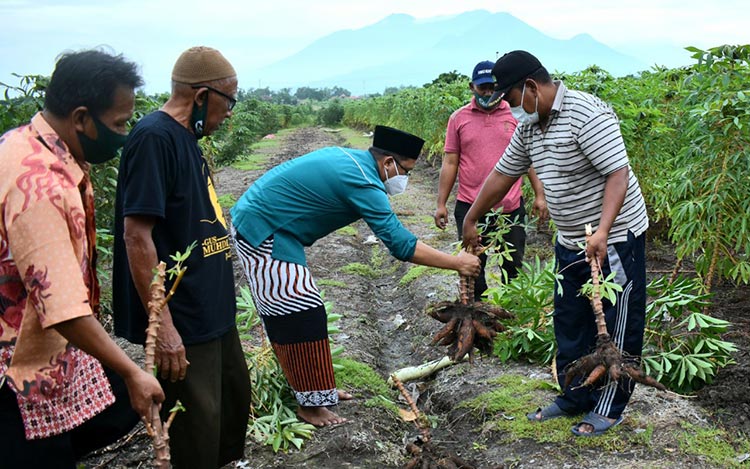PANEN SINGKONG: Gus Muhdlor saat bertemu petani di kawasan Tulangan. foto: ist.