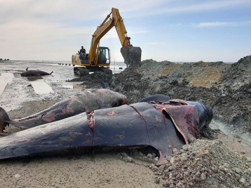 Tubuh ikan paus yang terdampar di pesisir Modung Bangkalan Madura disayat sebelum dikubur secara massal, Sabtu (20/2/2021). Tampak salah satu ikan paus yang tubuhnya disayat-sayat. foto: ist/ bangsaonline.com   