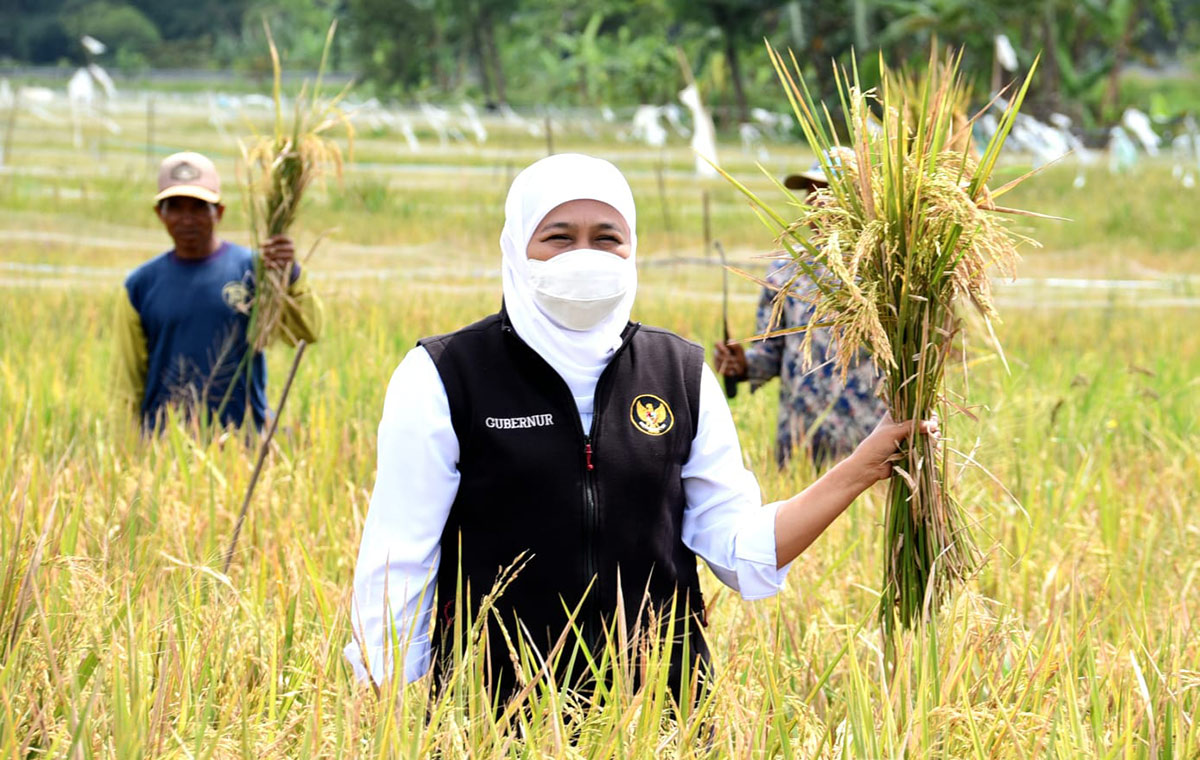 Gubernur Jawa Timur Khofifah Indar Parawansa saat panen padi varietas unggul di lahan pertanian milik Poktan Morodadi, Dusun Tanjung Desa Banjararum, Kecamatan Singosari, Kabupaten Malang.