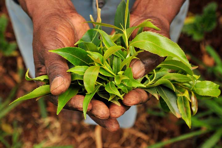 Daun Cathinone, narkoba jenis baru.