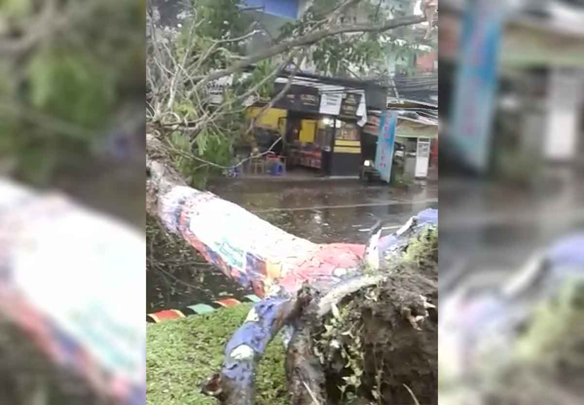 Pohon tumbang di Kota Batu, Selasa (8/11/2022)
