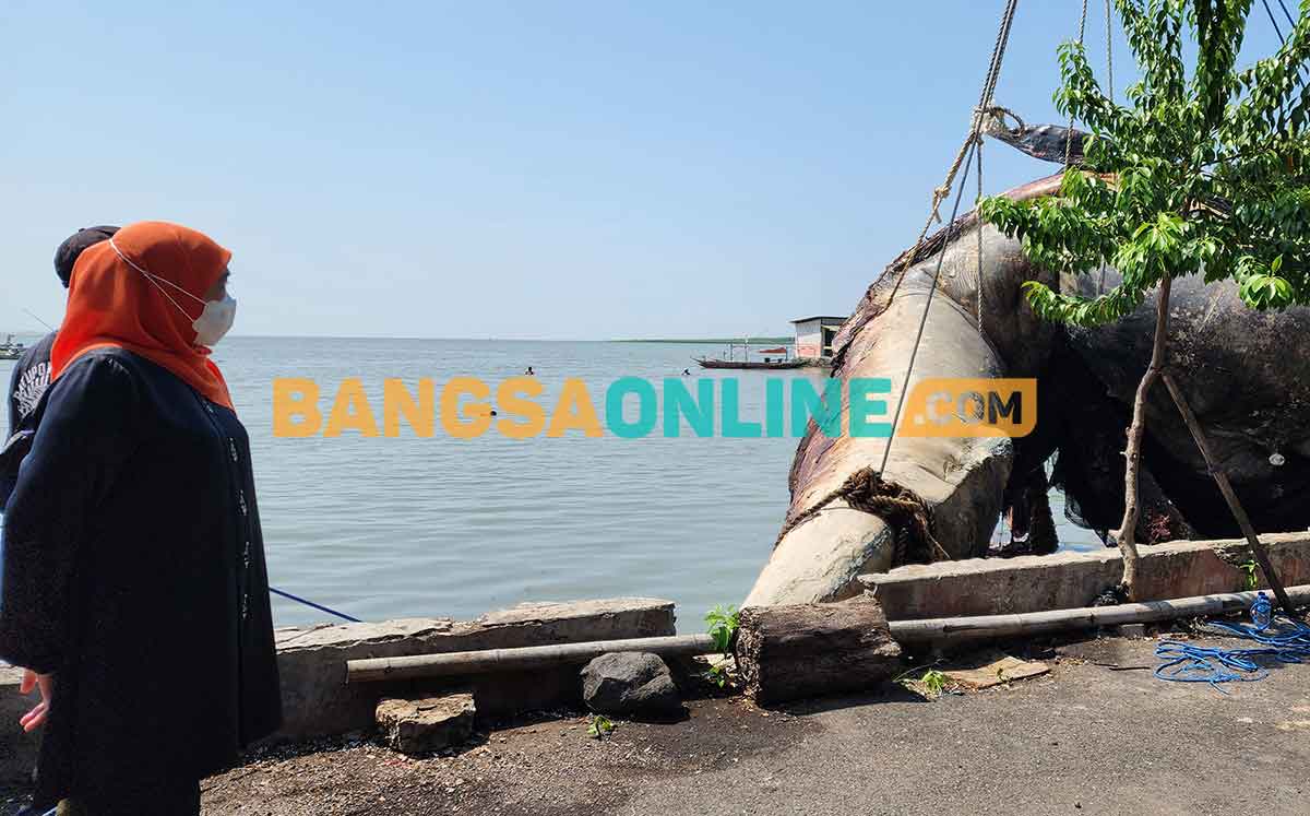 Gubernur Khofifah saat mengawal langsung proses evakuasi bangkai paus balin. Foto: DEVI FITRI AFRIYANTI/BANGSAONLINE