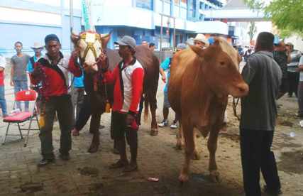 Sejumlah ternak yang diikut sertakan dalam Kontes Ternak se Jatim. (foto: haris/BANGSAONLINE)