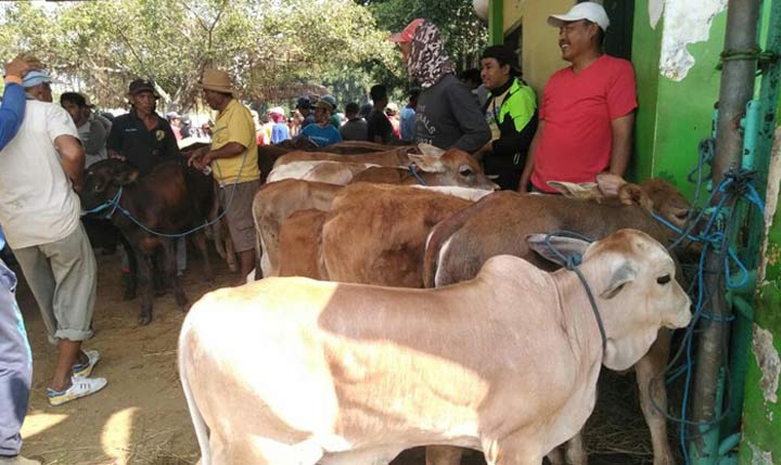 Pedagang sapi di pasar hewan Tuban.